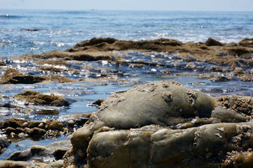 Foto profissional grátis de à beira-mar, beira-mar, costa do oceano