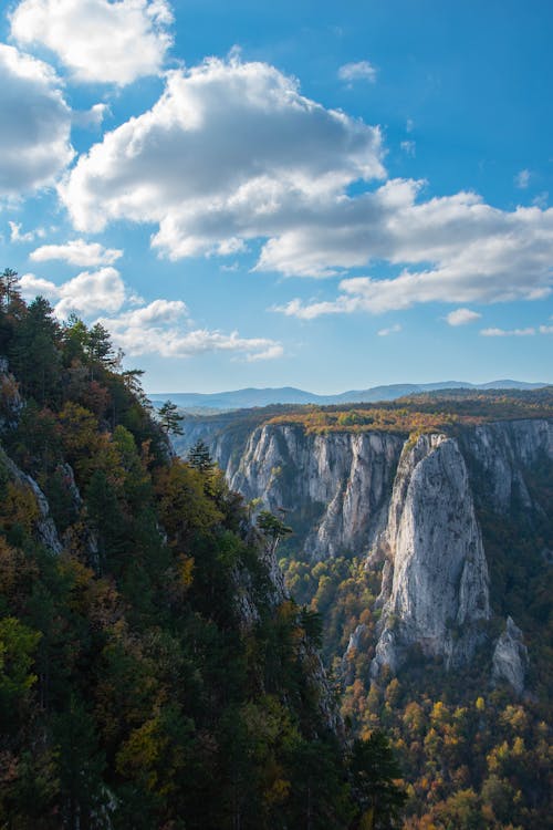 Scenic Landscape with a Forest in a Steep Rocky Canyon