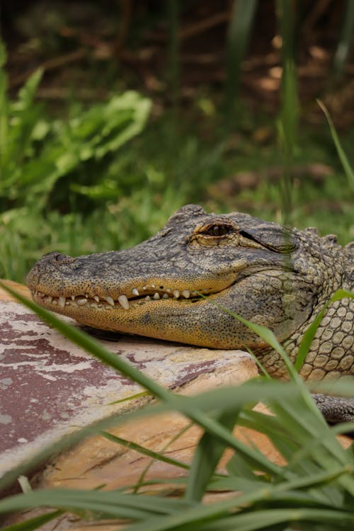 Imagine de stoc gratuită din aligator, cap, crocodil