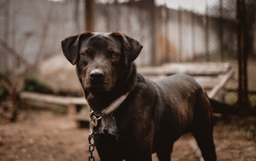 Foto stok gratis anjing, binatang, fotografi hewan peliharaan