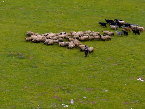 Aerial View of a Shepherd with a Flock of Sheep on a Pasture 
