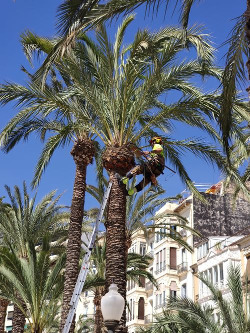 Free A worker is pruning a tall palm tree amidst urban buildings, showcasing city greenery management. Stock Photo