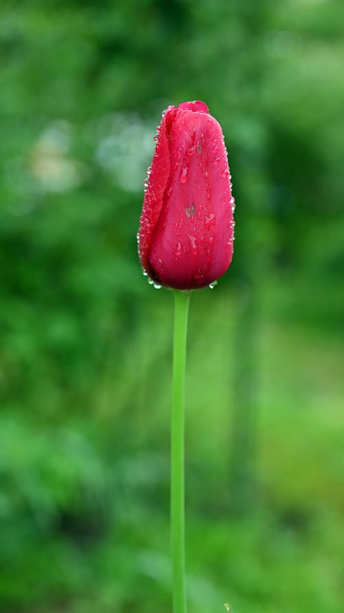 Close up of a Tulip 