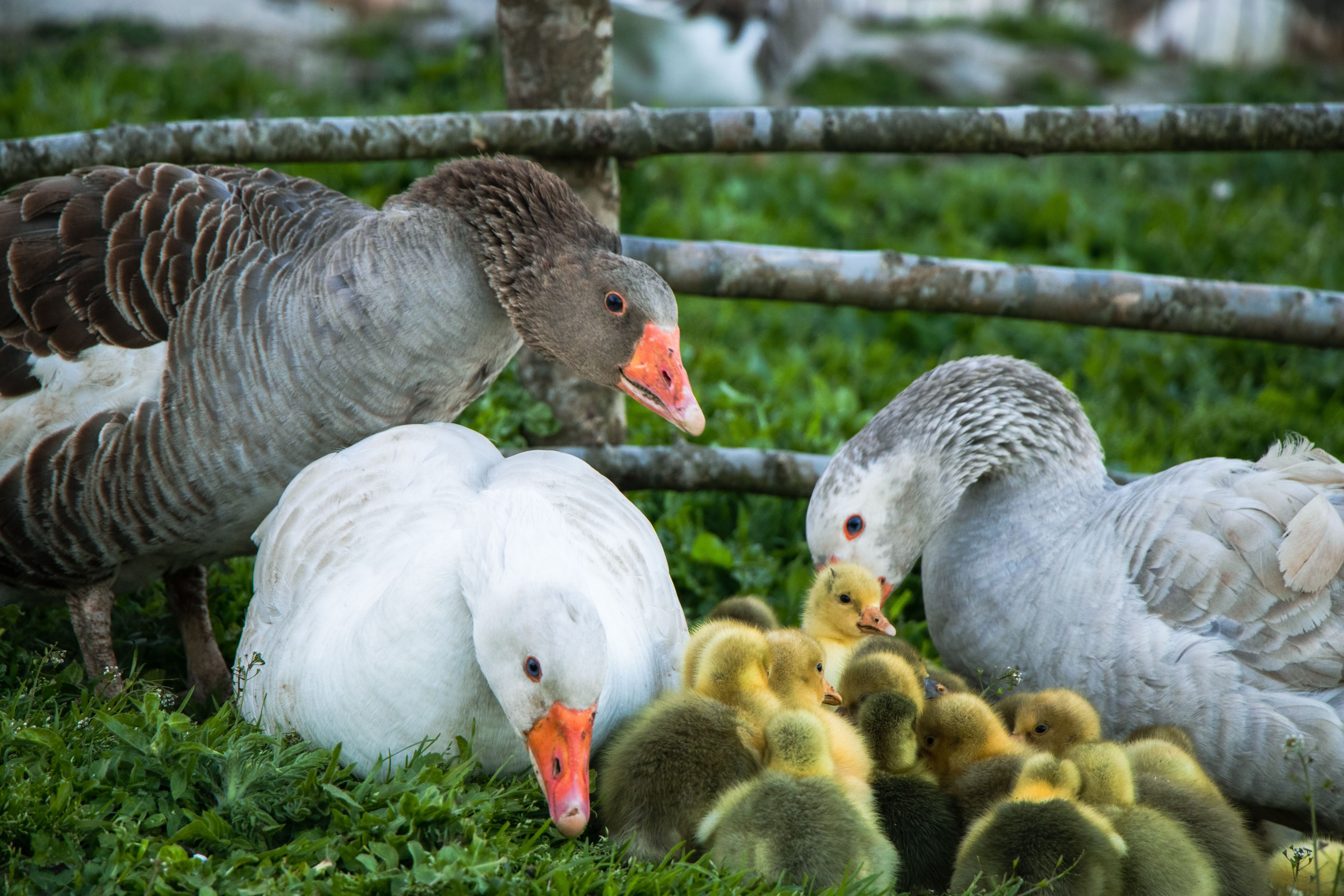 Geese and Goslings on the Farm · Free Stock Photo