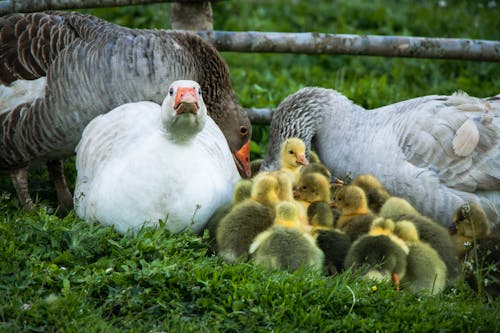 Geese and Goslings on the Farm 
