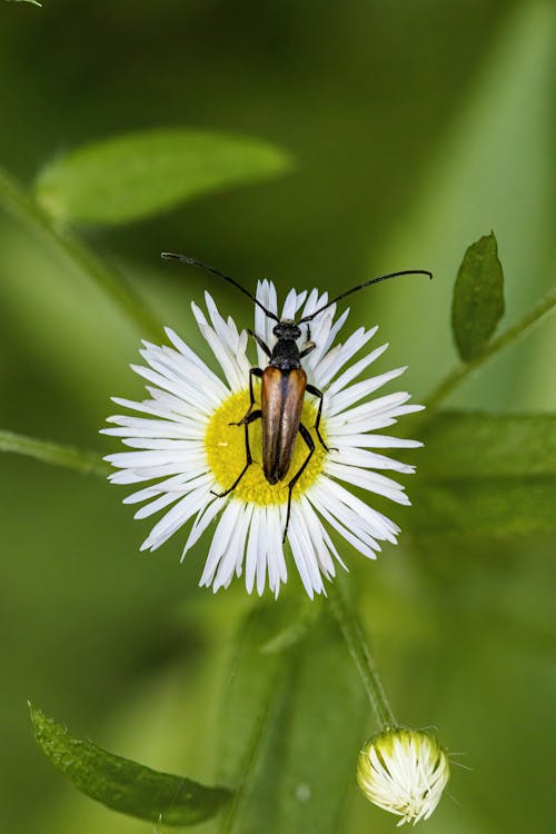 An Insect on a Flower 