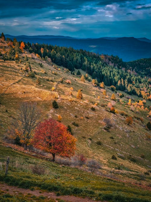 Hill and Forest in Autumn