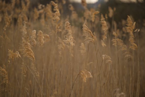 Thin Rushes on Grassland