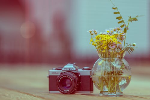 Fotobanka s bezplatnými fotkami na tému fotoaparát, kvety, Minolta