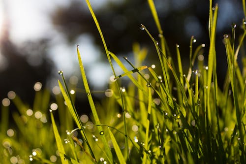 Photo En Gros Plan De Rosée D'eau Sur L'herbe Verte