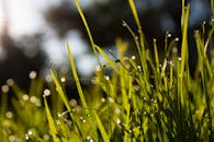 清爽的晨露，洒在阳光照亮的生机勃勃的绿草上