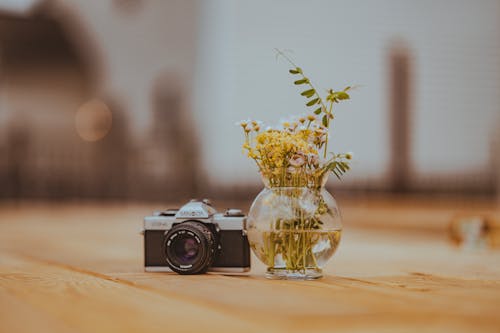Darmowe zdjęcie z galerii z aparat, kwiaty, minolta