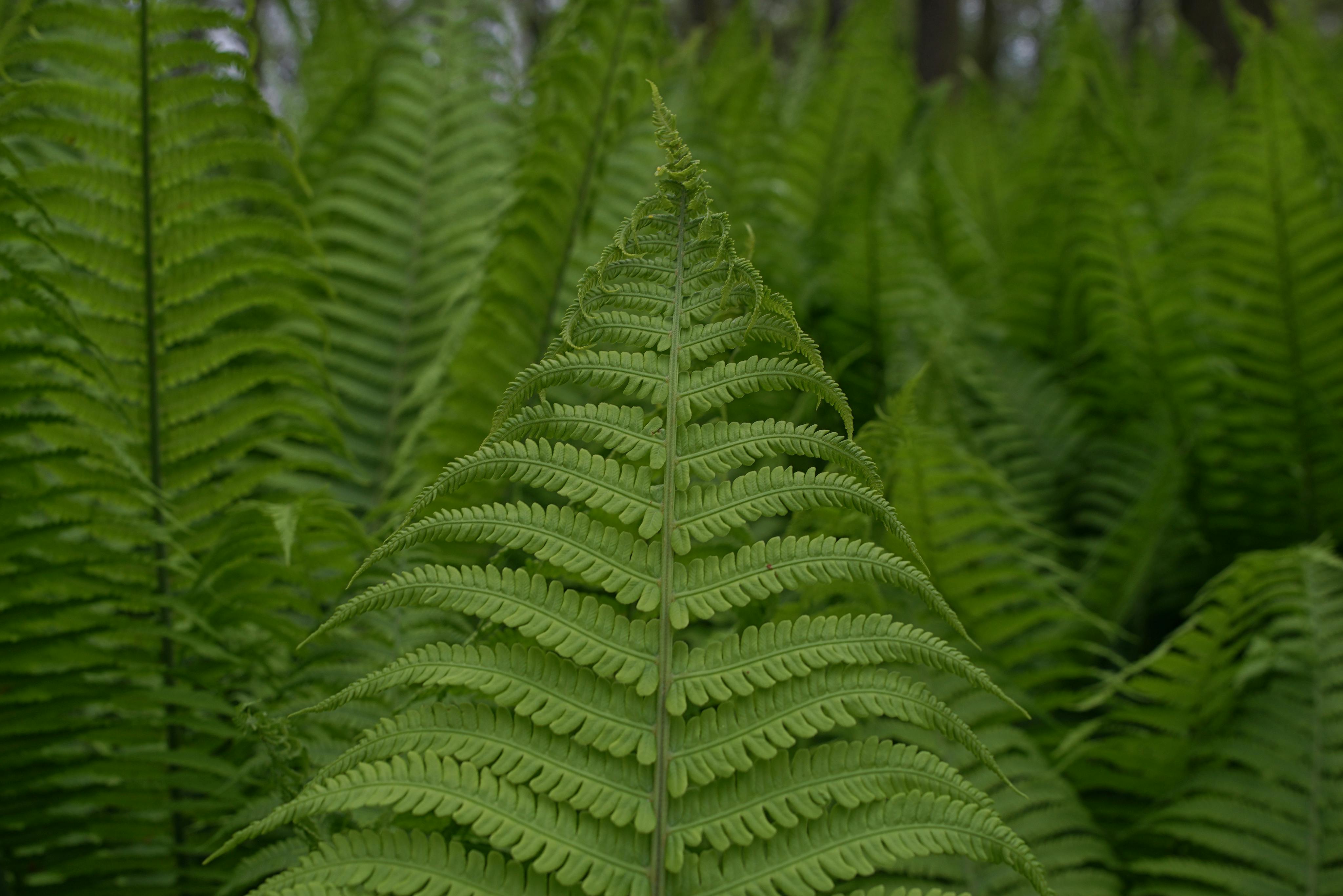 the glade of ferns in a park in wroclaw