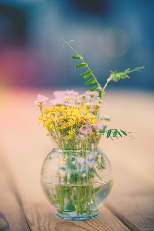 bitkiler, çanak, Çiçekler içeren Ücretsiz stok fotoğraf