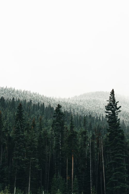 Free Snow-dusted pine trees in misty mountains, Banff National Park. Stock Photo