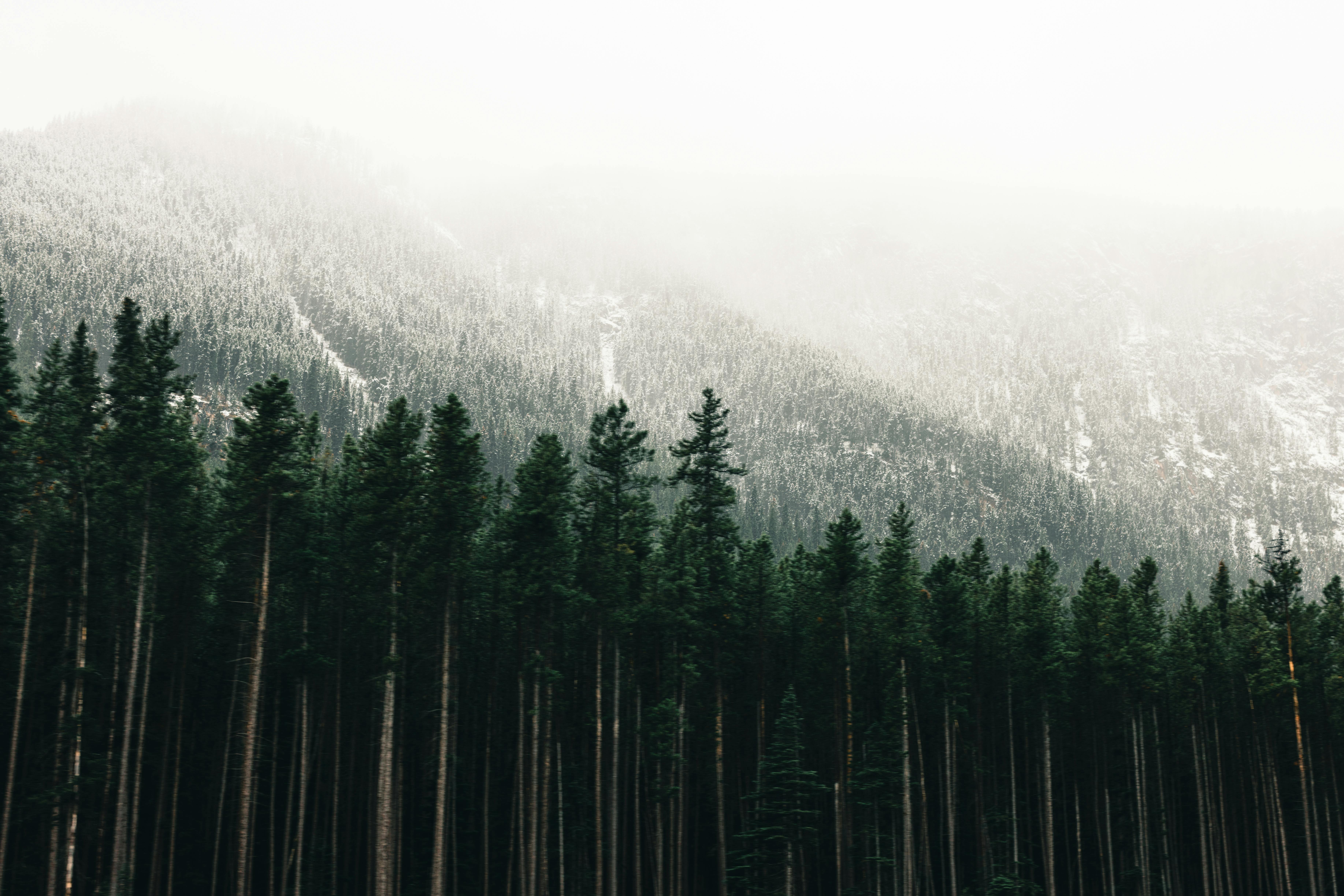 Prescription Goggle Inserts - Serene mist-covered mountains and evergreen forest in Banff, Canada.