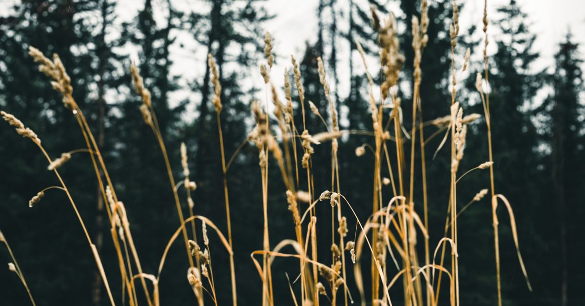 Rustling Grasses Grasses and Forest behind · Free Stock Photo