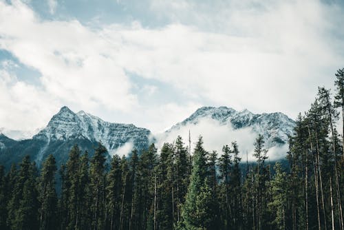 Evergreen Forest and Mountains behind