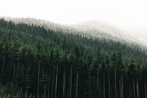 Free A misty view of snow-capped evergreen trees covering a mountain in Banff, Canada. Stock Photo