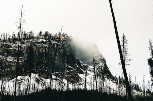 Imagine de stoc gratuită din arbori, ceață, deal