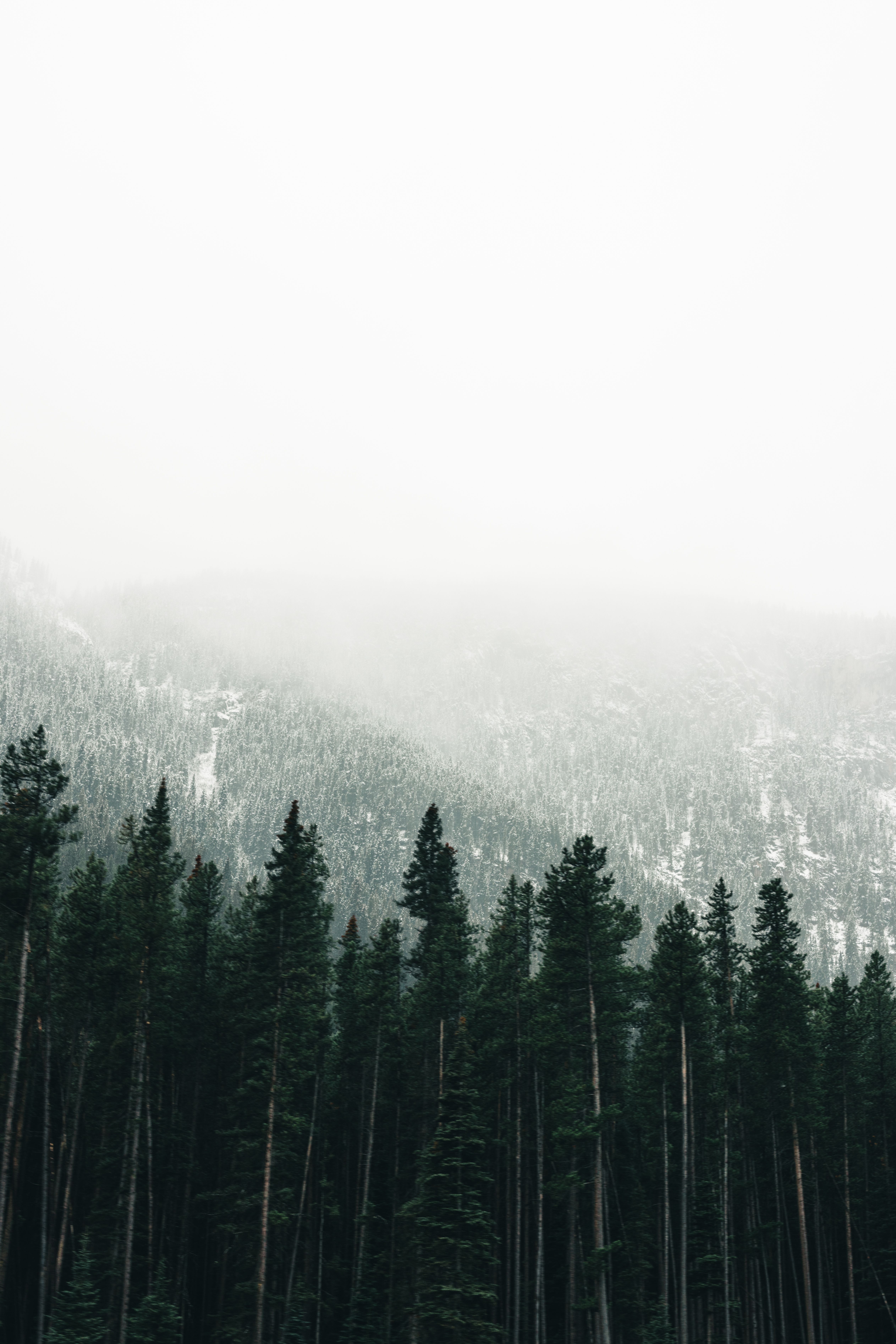 Green Pine Trees on Mountain Area · Free Stock Photo