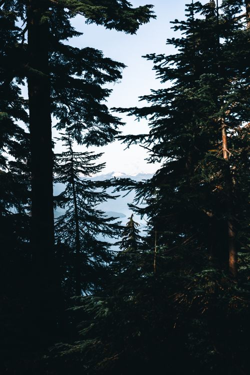 Free Peaceful scene of evergreen trees against a mountain background in Vancouver, BC. Stock Photo
