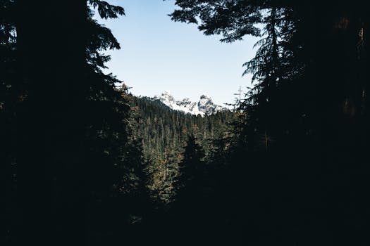 Lush forest with towering mountains under a clear sky in Vancouver, BC.