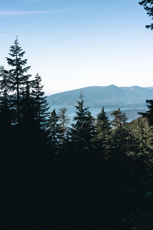 Free Breathtaking view of evergreen forest with mountain backdrop in Vancouver, BC, Canada. Perfect for nature lovers. Stock Photo