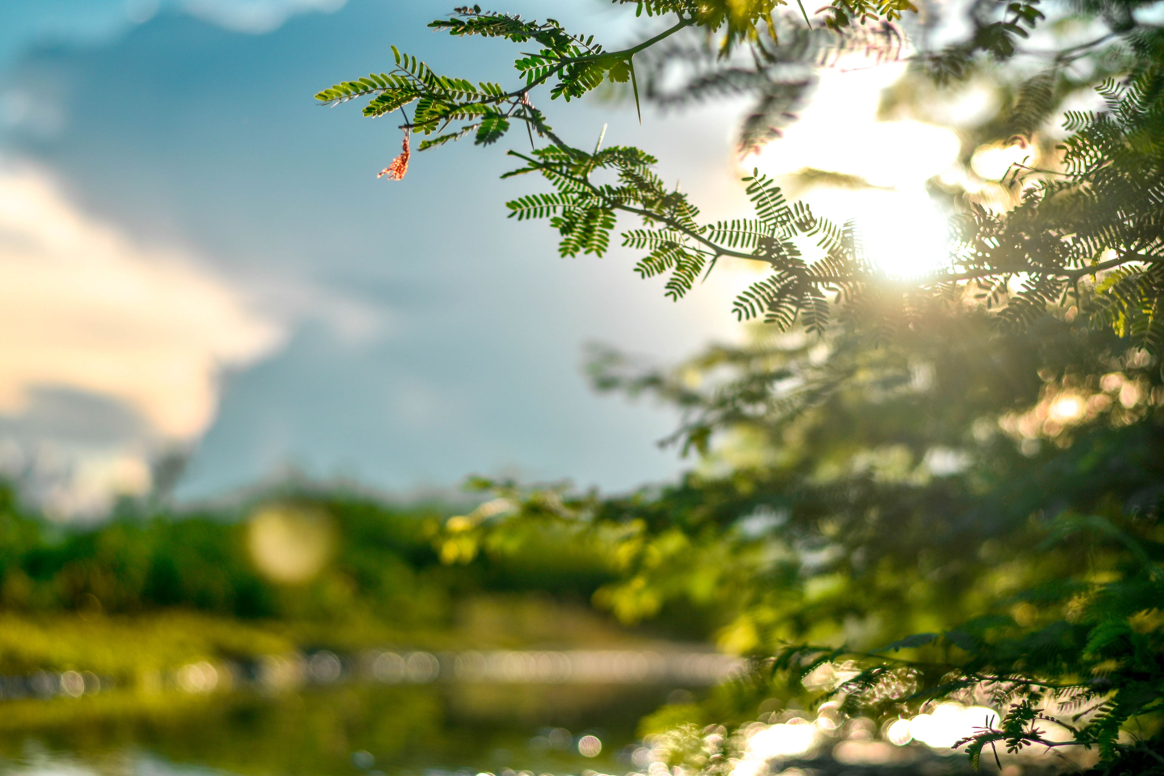 Peaceful nature scene featuring sunlight filtering through leaves with a soft bokeh effect.