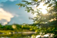 阳光透过树叶，在宁静的自然景观中投下柔和的散景效果