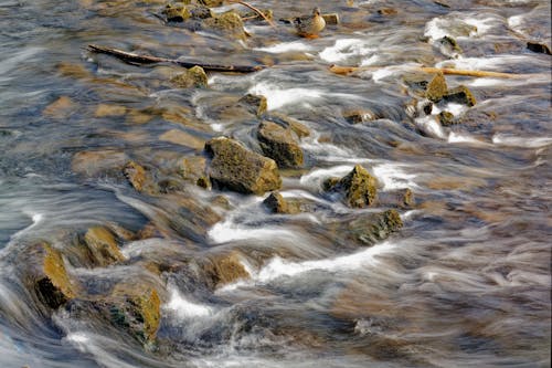 Close-up of a Rocky Stream 