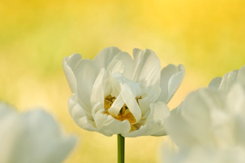Imagine de stoc gratuită din alb, flori, focalizare selectivă