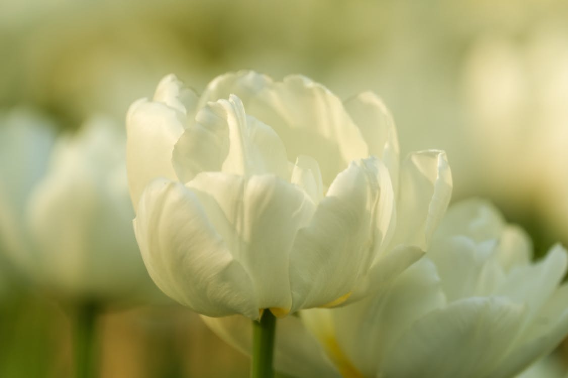 Foto profissional grátis de branco, flor, foco seletivo