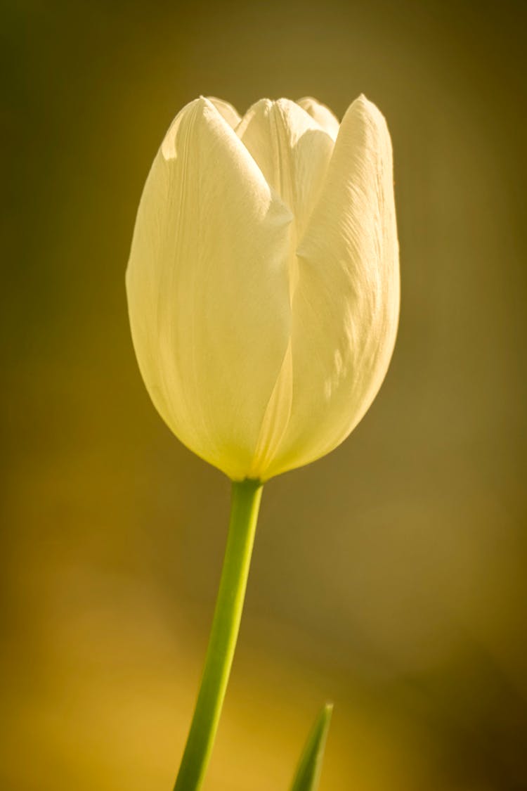 White Tulip Flower