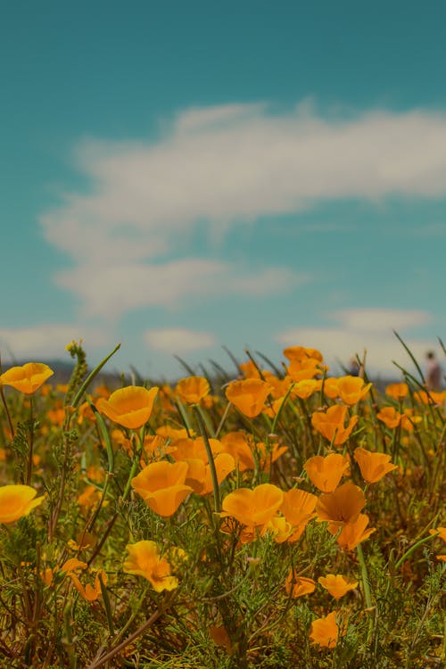 Yellow Poppies on a Field under a Blue Sky 