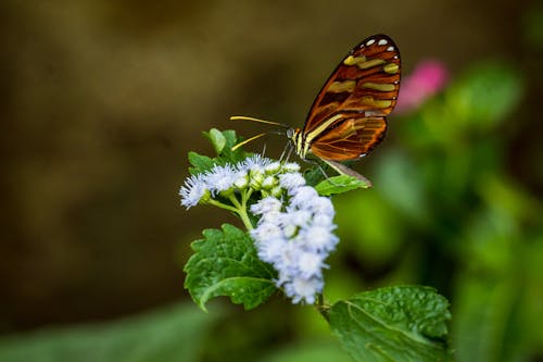 Monarch Butterfly over Agerato or billygoat weed