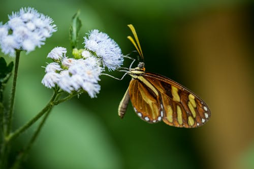 Fotos de stock gratuitas de ageratum conyzoides, aislado, flor