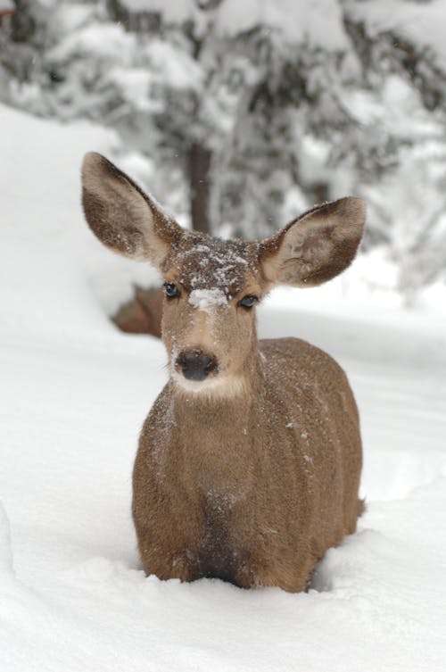 Cerf Sur Champ De Neige