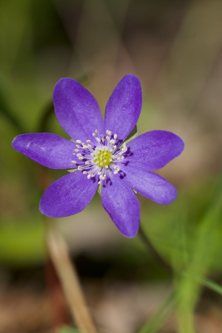 Petals Of Purple Flower