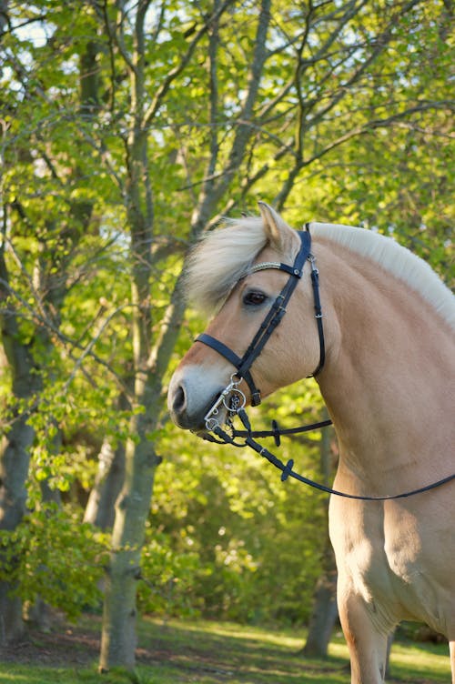Beautiful Horse on the Background of Green Trees 