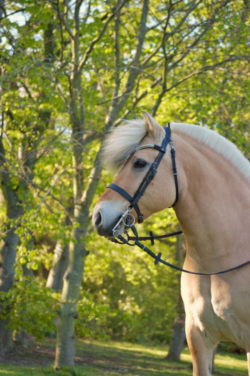 Free Beautiful horse with bridle in a lush green forest, showcasing nature's serenity. Stock Photo