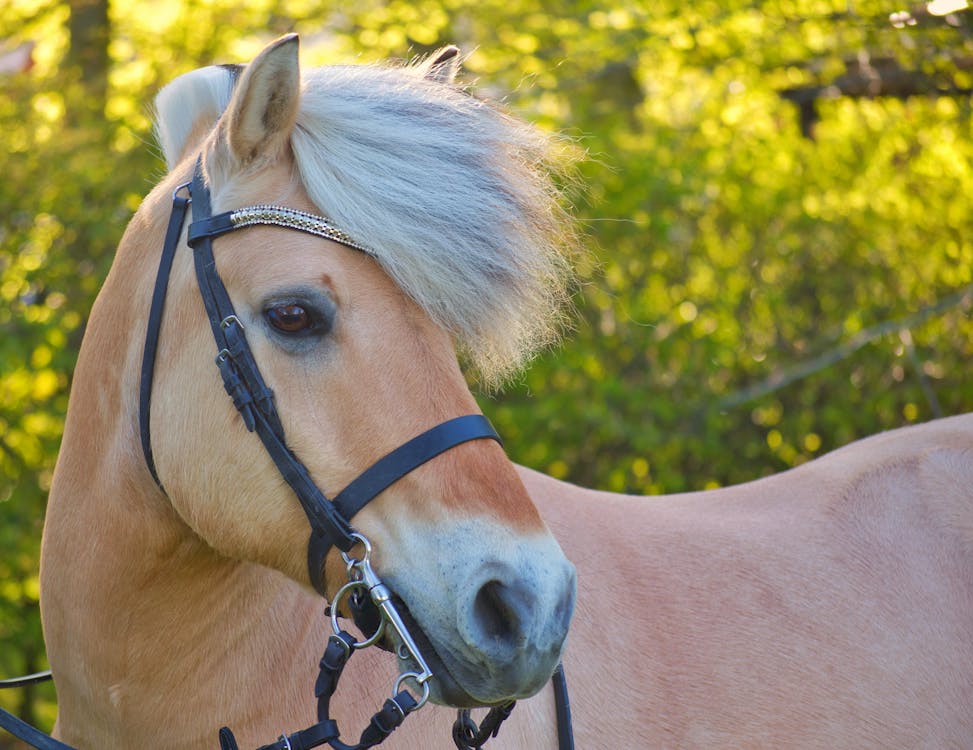 Gratis arkivbilde med buskap, dyr, hest