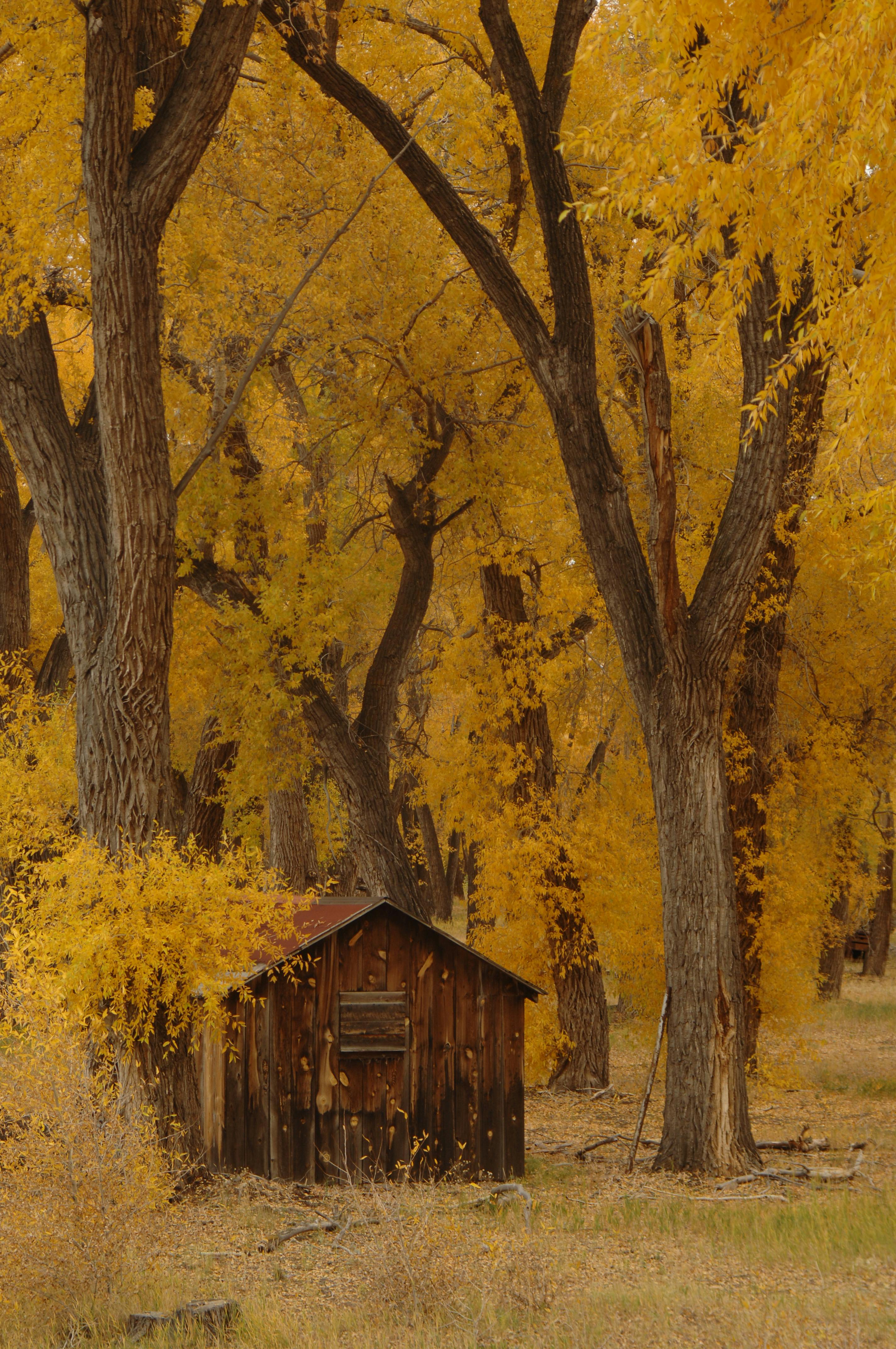 秋景如田园诗般，充满活力的秋叶环绕着乡村小屋