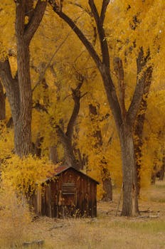 秋景如田园诗般，充满活力的秋叶环绕着乡村小屋