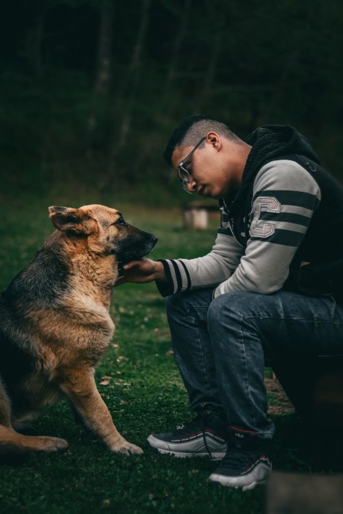 Free A young man petting a German Shepherd in a serene outdoor setting, showcasing friendship and loyalty. Stock Photo