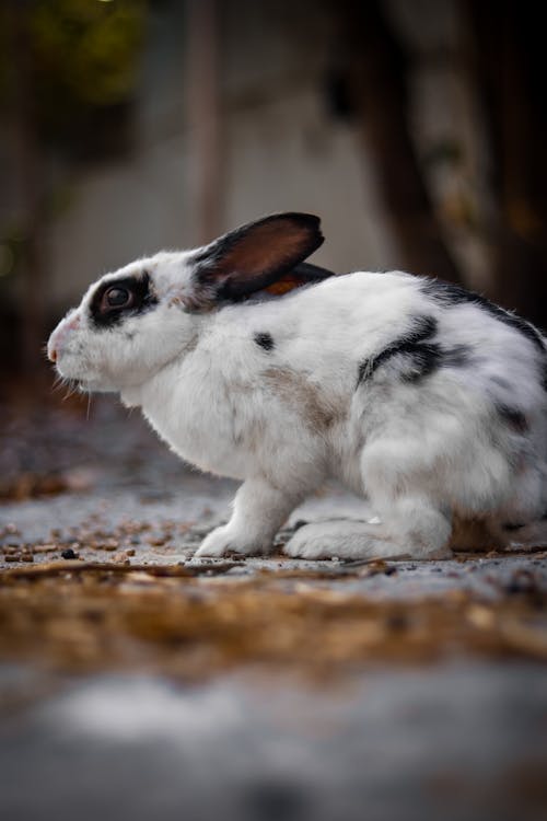 Fotobanka s bezplatnými fotkami na tému čiernobiely králik, domáce zviera, exteriéry