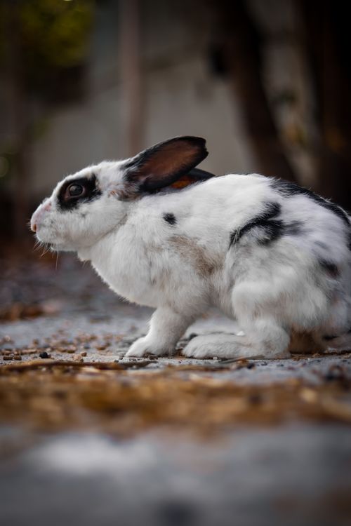 Free A cute black and white rabbit sitting on the ground in an outdoor setting. Stock Photo