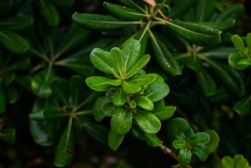 免费 绿叶植物的浅焦点摄影 素材图片