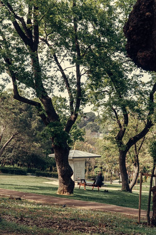 ağaçlar, çim, çim alan içeren Ücretsiz stok fotoğraf
