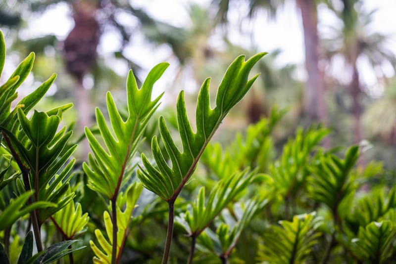 Konzert Strings & Chains